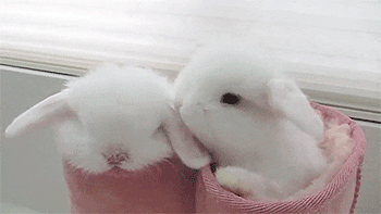 super-cute-white-easter-bunnies-animated-gif-3