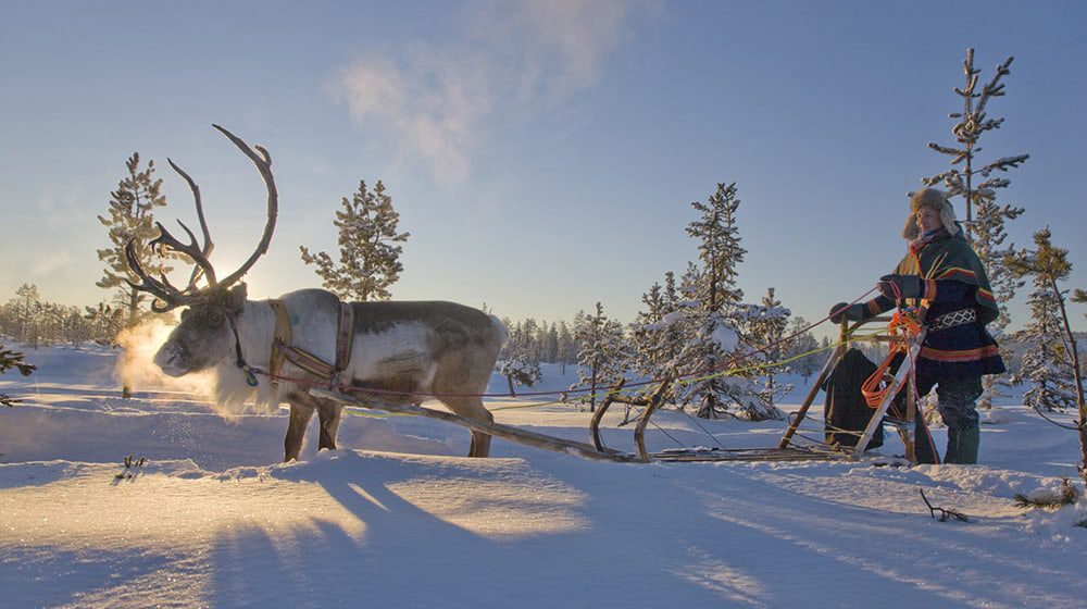 WHY NOT? Go Reindeer herding in Northern Sweden