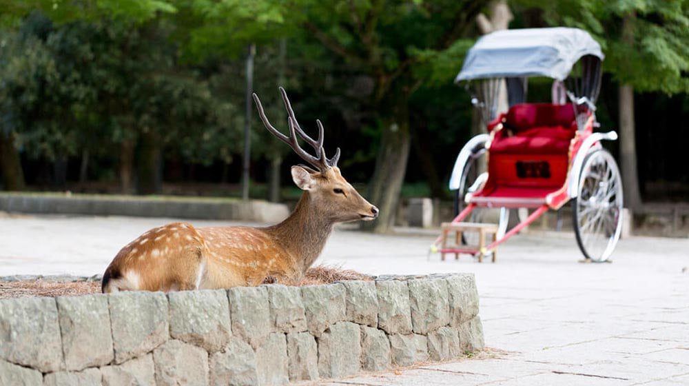 NO JOKE: Japan forced to issue warnings to tourists who don't know deer can bite