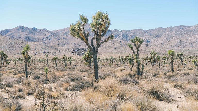 CALIFORNIA SECRETS: Why has this patch of desert inspired so many people?