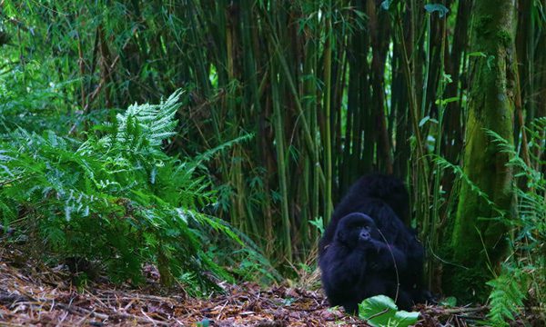 Rwanda gorilla