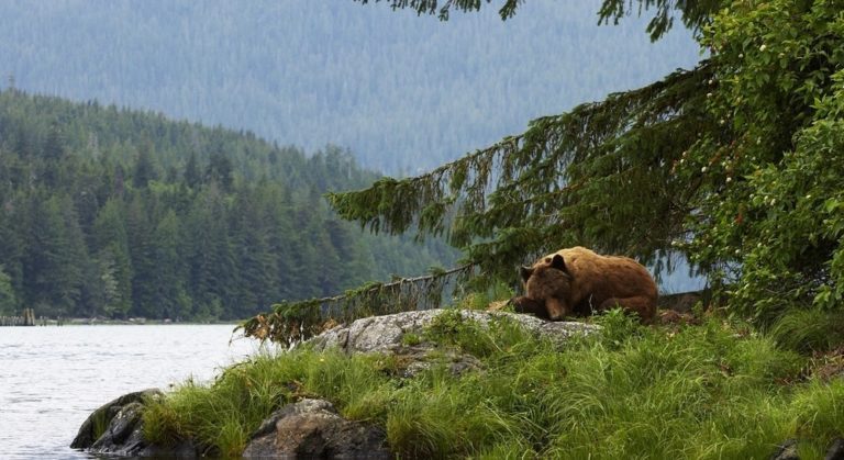 HUNTING BAN: Grizzly bears are now protected in British Columbia