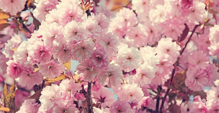 CHERRY BLOSSOM SEASON: 6 insider tips to the blooming period