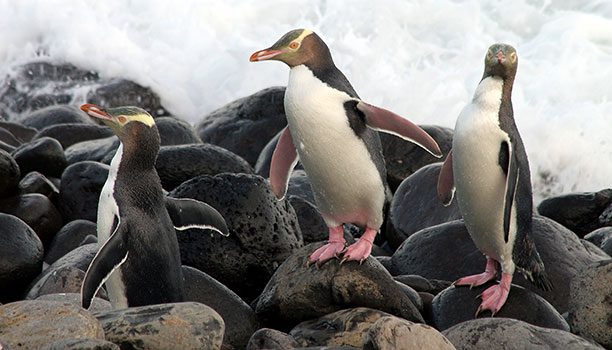 yellow-tailed-penguins-karryon-dunedin