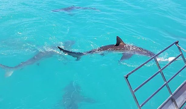 karryon shark diving 5