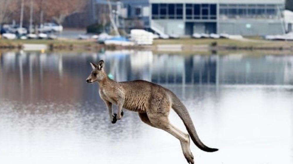 SKIPPY INVASION: Kangaroos crowding around Australia's capital city