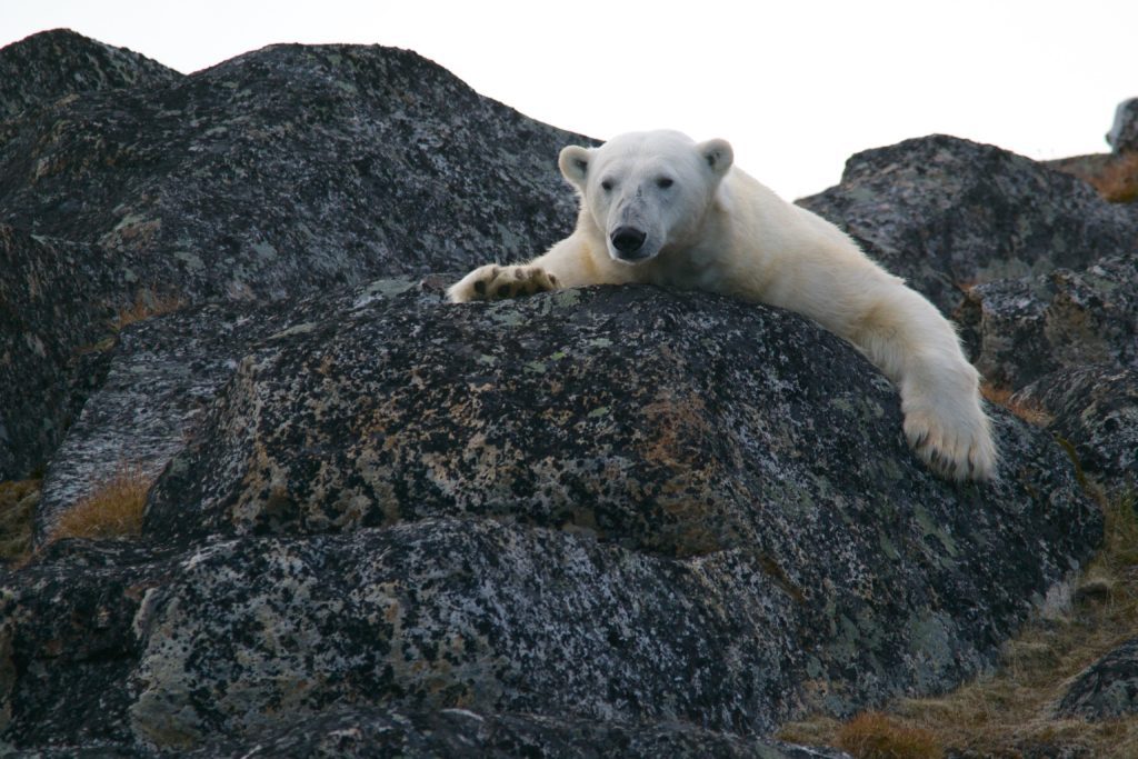 OVER TOURISM IN THE ARCTIC : Polar bear's death raises serious questions