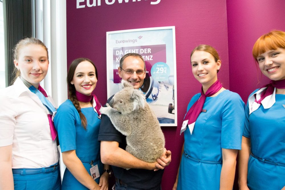 CUDDLY PASSENGER: Koala gets star treatment on Eurowings flight