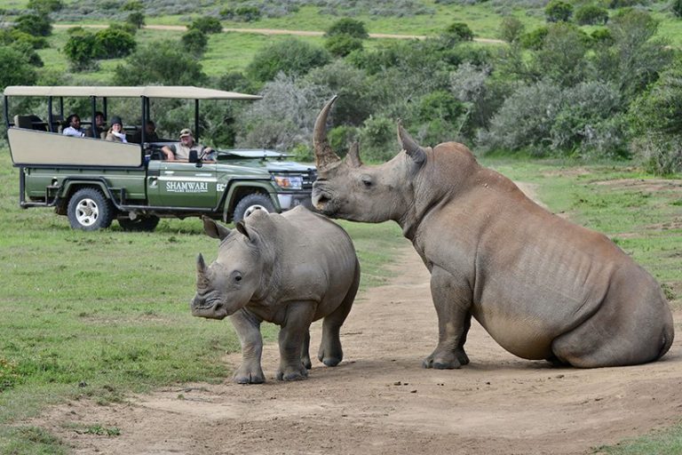 SHAMWARI: It means ‘friend’ and it’s totally true when you visit this game reserve