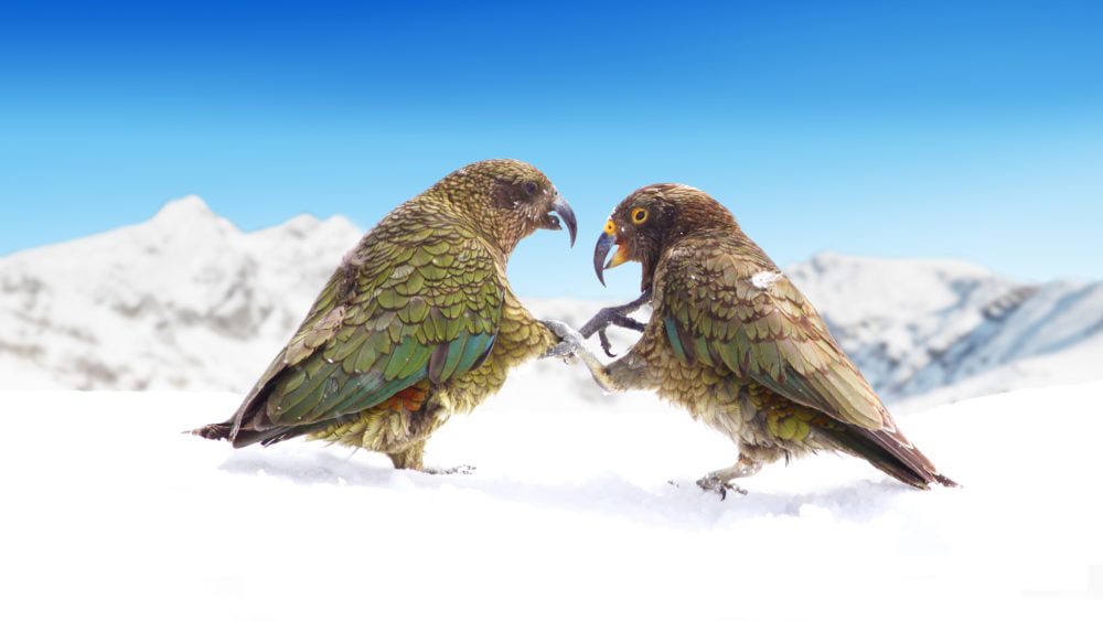 PROTECTION: NZSki to donate 250K to save New Zealand’s endangered kea