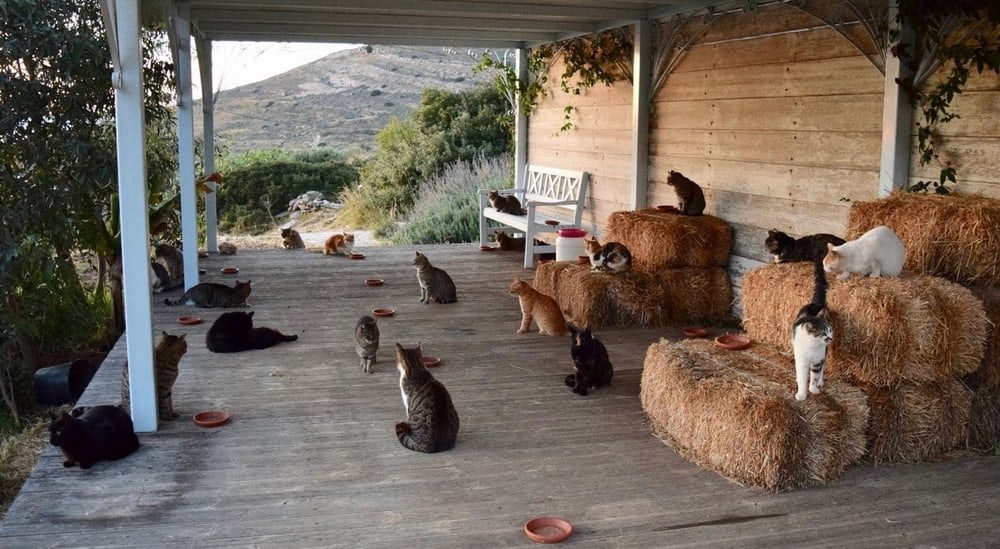 BEST JOB EVER: Running a cat sanctuary on a Greek Island
