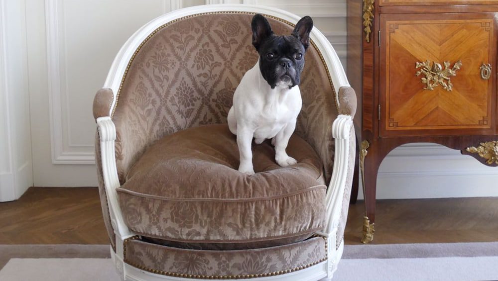 LUXE HOUND: The Parisian Hotel where dogs are treated like Royalty