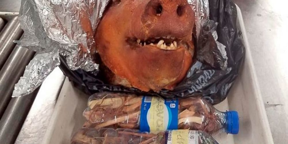 SWINE TIME: Roasted pig's head found in someone's luggage at Atlanta Airport