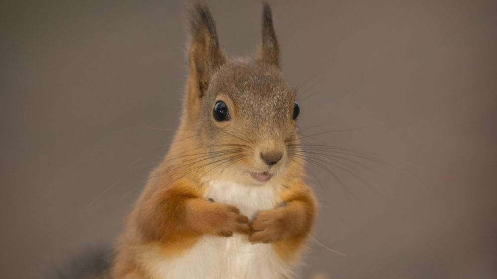 DISTRESSING: Passenger told that her emotional support squirrel could not fly with her