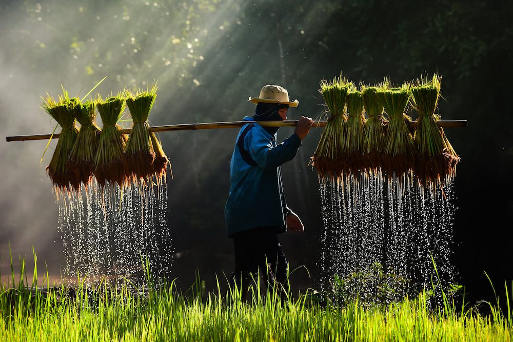RICE TOURISM: Will tourists be flocking to Thailand's rice fields?
