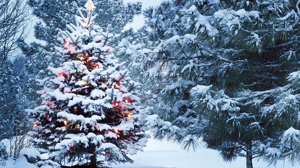 WINTER WONDERLAND: Forget the family, spend this Christmas in Canada!