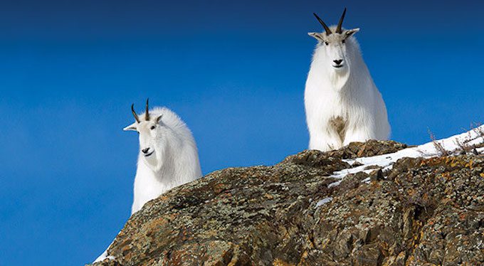 WILD WEST: Taming Canada's wild outdoors 5 KARRYON_yukon_wildlife_preserve