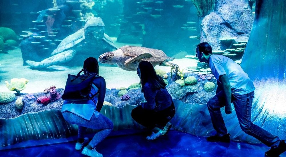 DUSK TILL DAWN: Sea Life Sydney Aquarium opens its doors to night tours