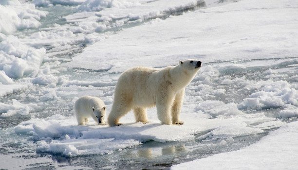 chimu-arctic-polarbears