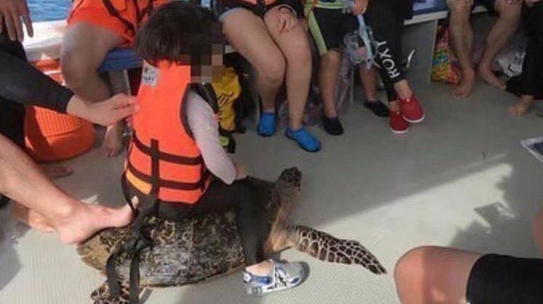 UNDER INVESTIGATION: Tour operator under fire for letting a child ride a turtle