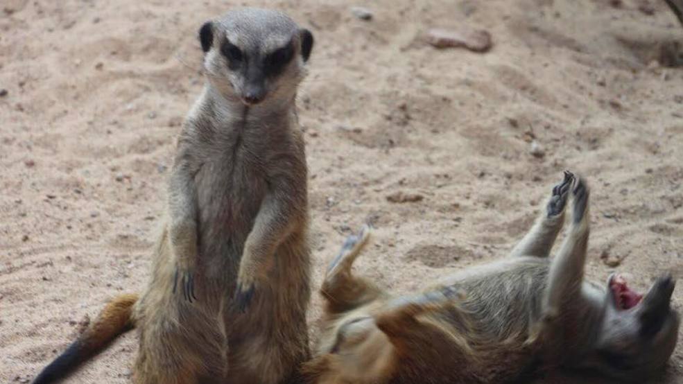 BREAKUP THERAPY: A zoo wants you to name a cockroach after your ex & feed it to meerkats
