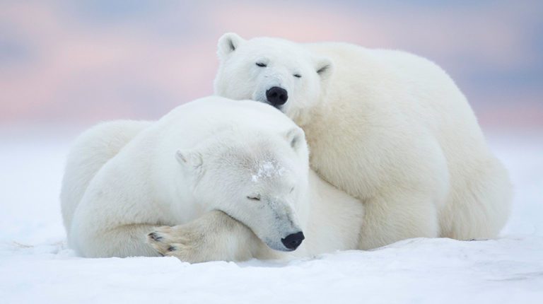 POLAR BEAR DAY: Best places to see the vulnerable creature in a safe environment