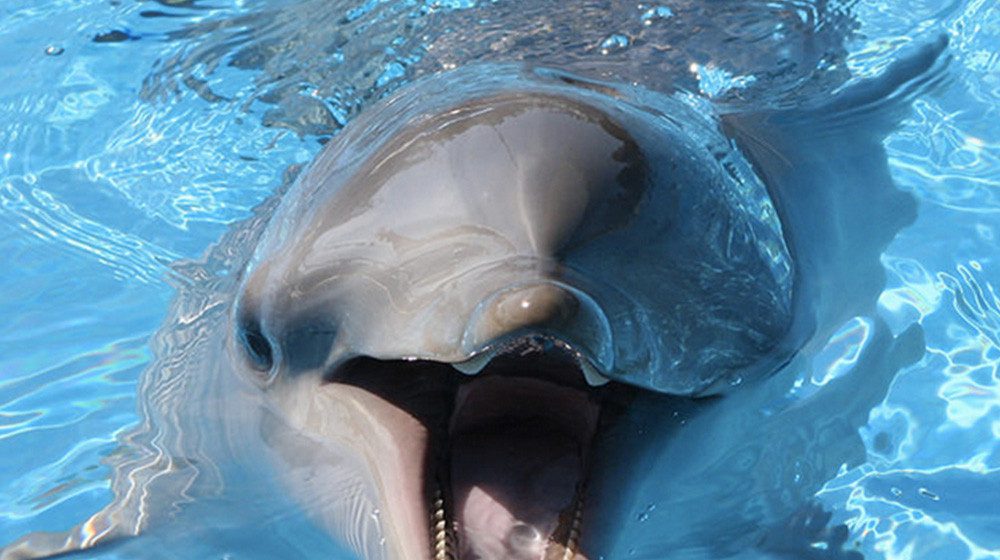 MAKE A SPLASH: The last captive dolphin breeding operation in NSW to end program