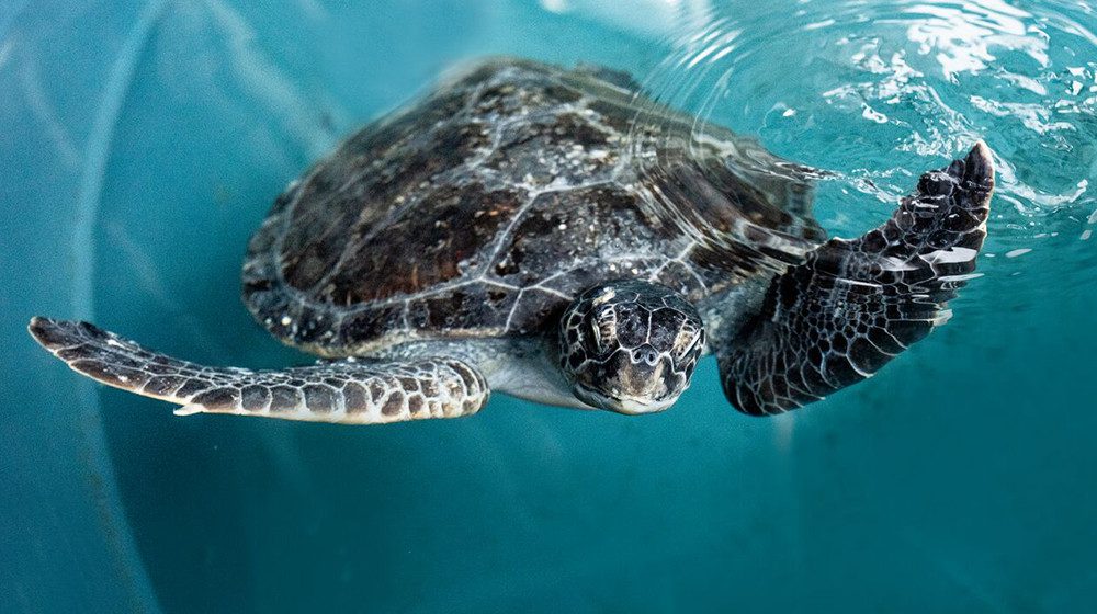 Sydney Aquarium's Animal Rescue Centre opens with a plastic-suffering sea turtle