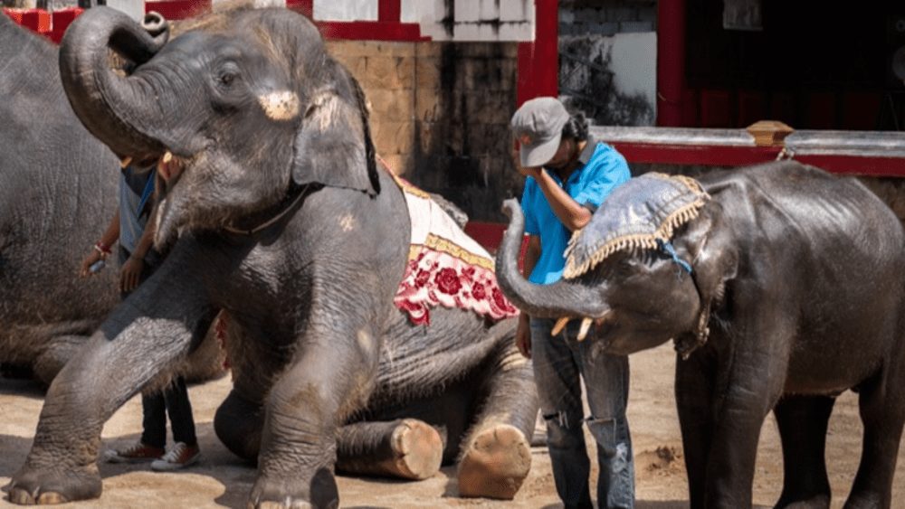 SICKENING SCENES: Calls to save a baby elephant forced to head bang to rave music at Thai zoo