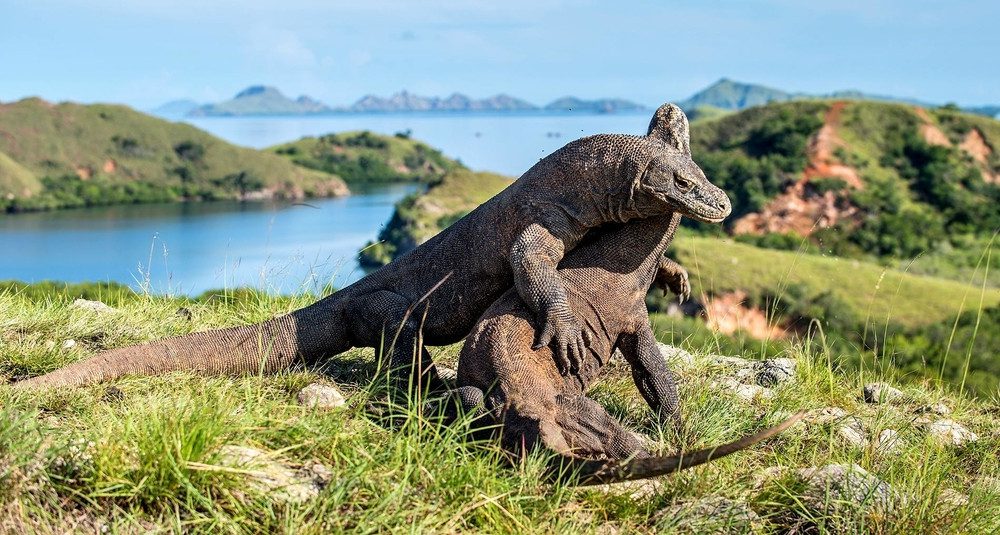 C’mon dragon: Indonesian tourism workers strike over Komodo Island fee hike