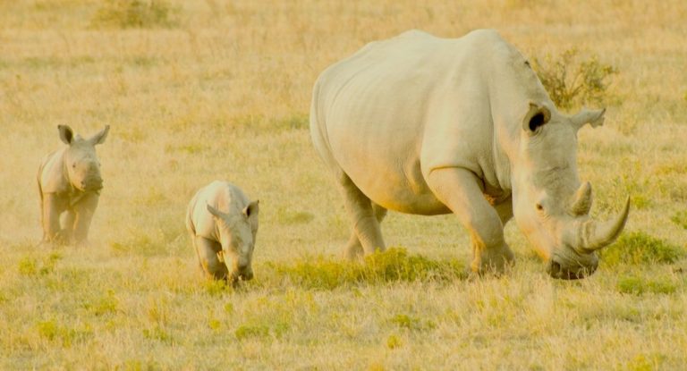 AFRICAN ANIMAL TRIVIA: 5 facts that will have you scratching your head in the savannah