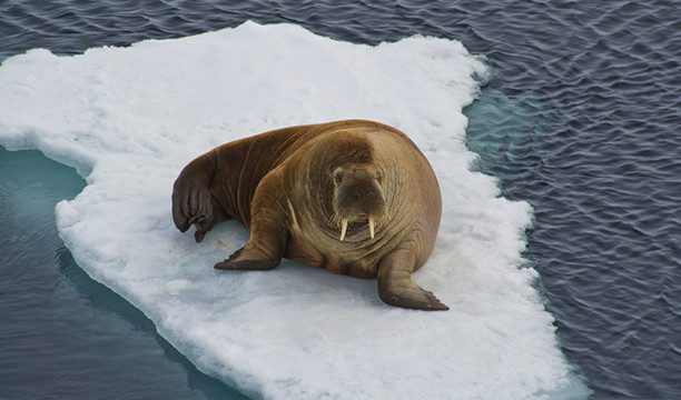 7 epic travel experiences Australian travellers didn't expect to do this year 1 karryon-chimu-adventures-walrus