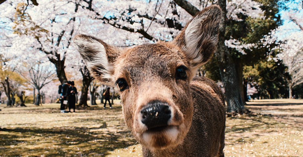 deer-japan-mw-tours