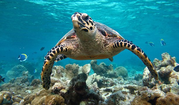 Turtle-Maldives