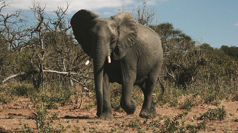 Travel Agents urged to book wisely after Botswana legalises elephant hunting