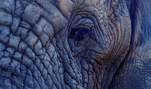 karryon-botswana-elephants-eye