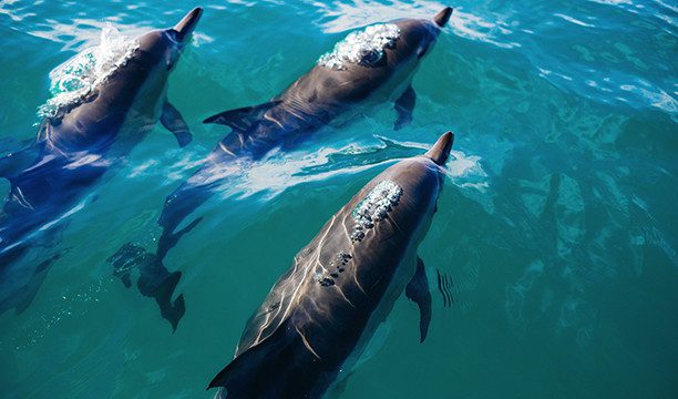 karryon dolphins swimming
