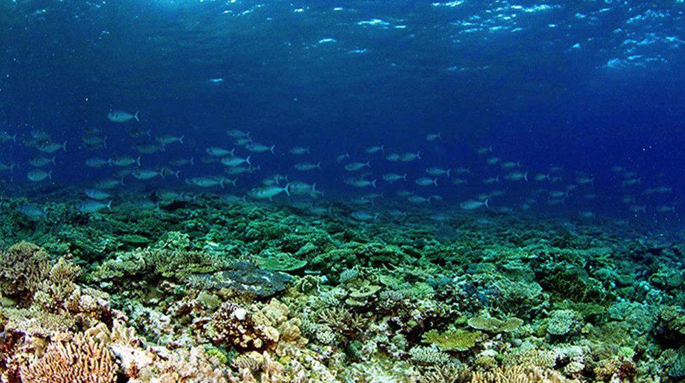 THERE'S HOPE: Signs of coral recovery found in the Great Barrier Reef