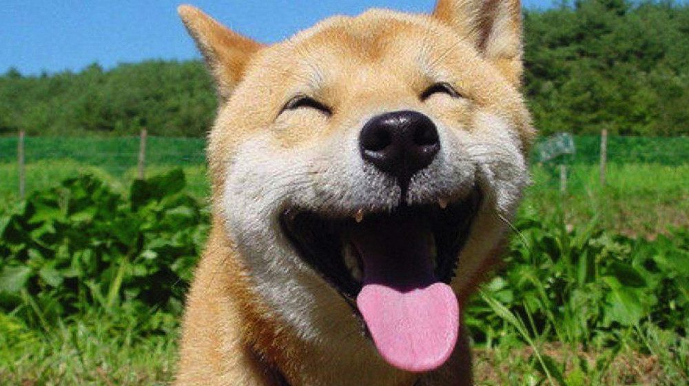 karryon-happy-dog