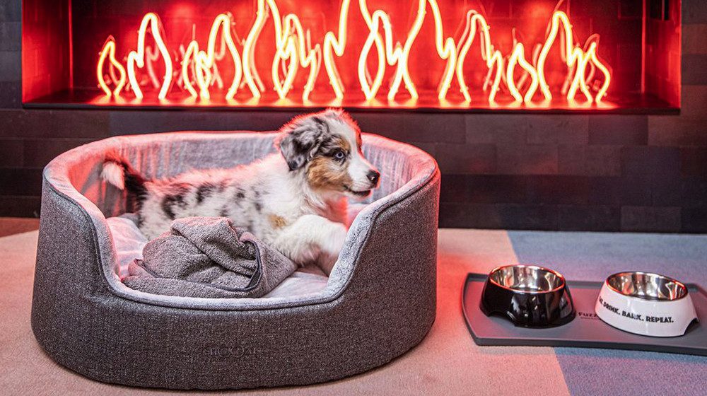 IM-PAW-SIBLY CUTE: Ovolo's hotels are now dog-friendly with VIP treats