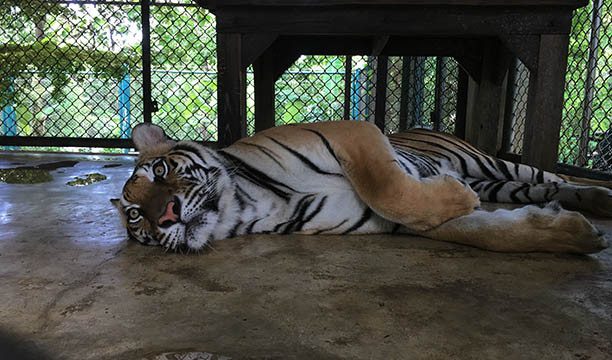 World Animal Protection slams several travel companies, linking many to wildlife suffering 3 karryon-world-animal-protection-tiger-2
