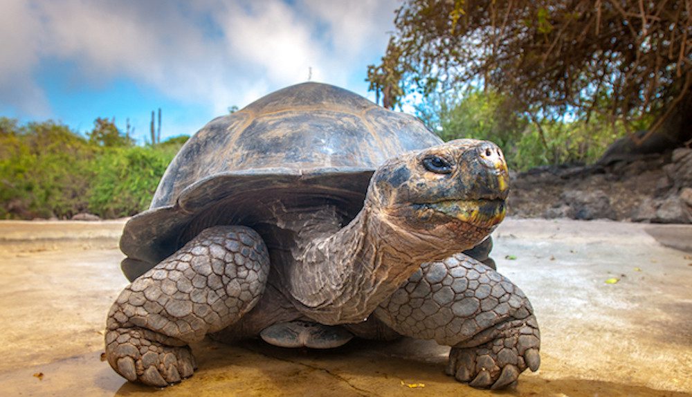 CUTENESS OVERLOAD: The 15 unique animals found on the Galapagos Islands.
