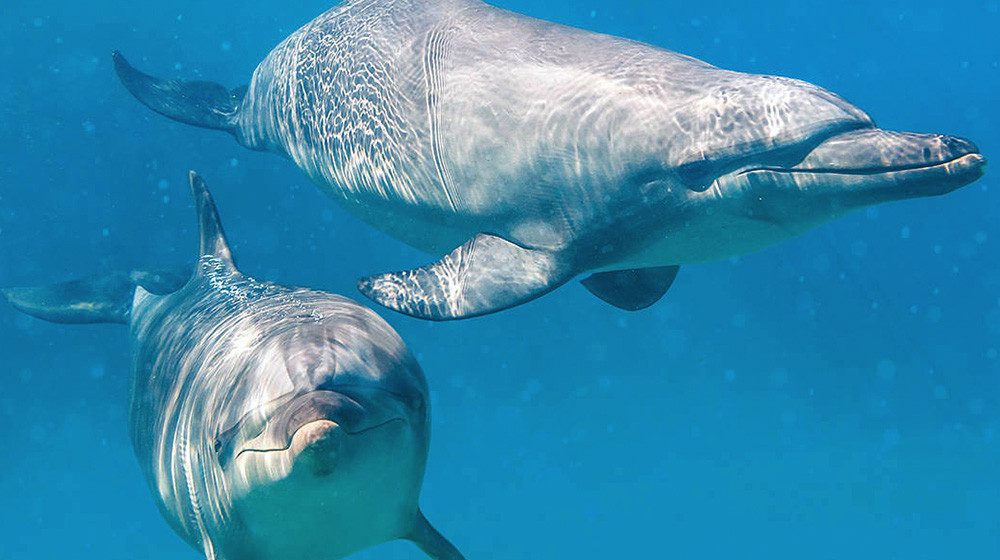 Qantas stands by dolphins & withdraws its support for Sea World Gold Coast