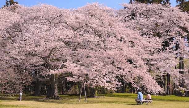 KARRYON-Japan-Cherry-Blossom-Flower-Watching