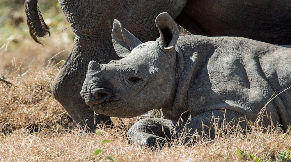 SAVE FROM EXTINCTION: Singita Luxury Lodges Carefully Relocate 9 Black Rhinos