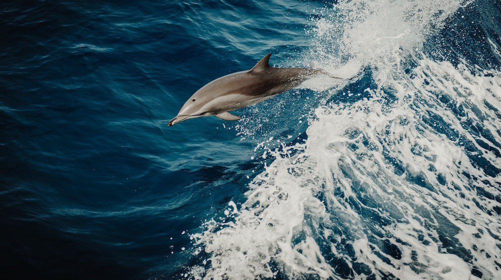 NUMBERS NOSEDIVE: New Zealand Bans Bottlenose Dolphin Swims