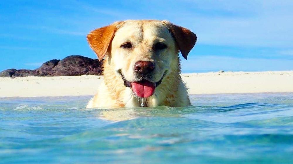 SALTY SEA DOG: Meet Coco, The Coolest & Most Adorable Dog In Fiji