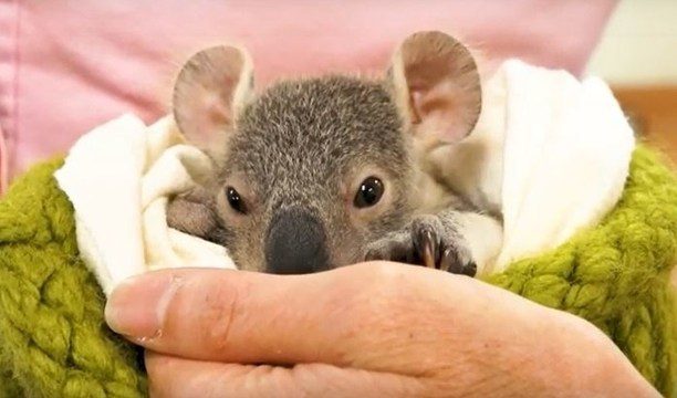 Koala rescue
