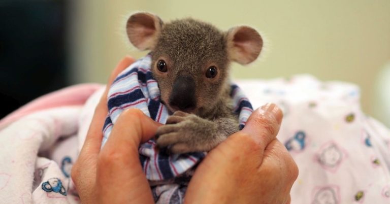 See How Luke The Koala Joey Was Saved By The Australia Zoo Wildlife Hospital
