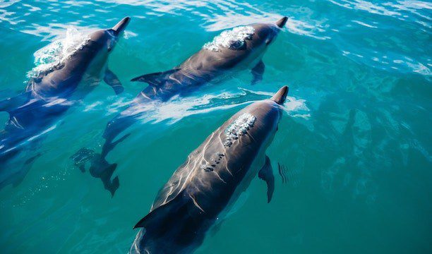 Karry On - Dolphin Animal Tourism